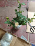 景郁春 JIRYUCUR玫瑰花苗特大花月季花苗綠植陽(yáng)臺盆栽薔薇花苗紅雙喜源頭直發(fā) 曬單實(shí)拍圖