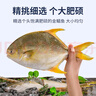 賣(mài)魚(yú)七郎 國產(chǎn)冷凍金鯧魚(yú)凈重2.1斤 共3條 海魚(yú) 生鮮 魚(yú)類(lèi) 海鮮水產(chǎn) 曬單實(shí)拍圖