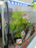 清缸三劍客大師彩虹鯊粉紅鯊金苔鼠青苔鼠觀(guān)賞魚(yú)除藻清潔工具魚(yú) 清缸三劍客C套餐4~5CM各1條共3條 曬單實(shí)拍圖
