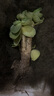 多肉植物 多肉精選老樁蒂亞吸財(cái)樹(shù)辦公室室內(nèi)陽(yáng)臺(tái)紅寶石群生多頭 金錢(qián)木【3-5頭】 曬單實(shí)拍圖