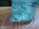 孔雀魚天使魚 純種觀賞魚淡水好養(yǎng)熱帶小型觀賞魚 孔雀魚12條送備損3條【發(fā)15條】 曬單實(shí)拍圖