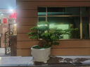 潮裕盆景迎客松羅漢松盆景客廳陽臺造型綠植物造型高端盆景居家擺放好養(yǎng)護 羅漢松盆景33 曬單實拍圖