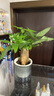 京東綠植發(fā)財樹(shù)盆栽水培桌面綠植物擺件招財三桿辦公室內帶盆花卉源頭直發(fā) 曬單實(shí)拍圖