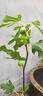 無(wú)花果樹(shù)果苗特大果波姬紅帶果矮化盆栽四季結果南北方陽(yáng)臺可種植 亞當品種-5年苗【當年結果】 曬單實(shí)拍圖