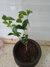 重瓣茉莉花盆栽四季綠植花卉嫁接花苗室內好養的花開(kāi) 3年精選苗1棵 不含盆【1顆】送肥料 曬單實(shí)拍圖