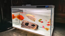 畫(huà)法幾何 智能生態(tài)魚(yú)缸還原自然生態(tài) 智能魚(yú)缸+米家濾芯套裝 曬單實(shí)拍圖