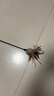 貴為（GiGwi）逗貓玩具小貓咪幼貓磨牙耐咬原生羽毛布條逗貓棒解悶解壓寵物玩具 曬單實拍圖