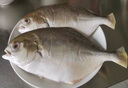 一蝦一世界 國(guó)產(chǎn)新鮮冷凍無(wú)冰衣白鯧魚/金鯧魚 清蒸香煎燒烤食材 新鮮捕撈 金鯧魚凈重400-500g*4條 曬單實(shí)拍圖