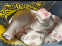 鮮京采 雞翅根 凈重6斤 冷凍 烤雞翅根小雞腿鹵味食材 源頭直發(fā) 曬單實(shí)拍圖