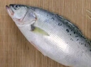 冰鮮白蕉海鱸魚450g-550g/條 曬單實拍圖