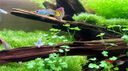 魚缸清洗神器魚缸水質(zhì)凈化劑魚缸凈水劑50年不換水去綠去黃水神器 買二贈一【魚缸一滴清】三瓶裝 曬單實拍圖