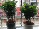 【雅之典】重瓣茉莉花盆栽室內(nèi)觀花植物四季好養(yǎng)帶花苞開(kāi)花不斷綠植 茉莉花6年苗【黃綠加侖盆】 好養(yǎng)活 曬單實(shí)拍圖