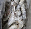 1號會(huì )員店精選鹽田有機白蝦 海鮮食材 無(wú)抗養殖 有機鹽田白蝦 1kg/袋 曬單實(shí)拍圖