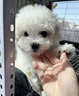 朵蔓純種比熊幼犬小型活物雙血統(tǒng)飛耳卷毛比熊犬家養(yǎng)寵物狗長不大可愛 血統(tǒng)級 比熊 公 曬單實(shí)拍圖