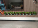雙盟綠蘿盆栽除甲醛花卉綠植辦公室新房?jì)艋諝?120款10盆源頭直發(fā) 曬單實(shí)拍圖