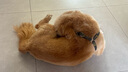 超可信（NexGard SPECTRA）狗狗進(jìn)口驅(qū)蟲藥中型犬M號體內(nèi)外同驅(qū)去跳蚤蜱蟲原研藥3片裝 曬單實拍圖