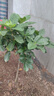 意軒 【帶花苞】陽(yáng)臺室內盆栽花卉梔子花樹(shù)苗大葉綠植四季開(kāi)花枝子花 獨桿梔子花【6年苗】【帶花苞】 不含盆 曬單實(shí)拍圖
