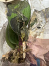 蓋淘蝴蝶蘭盆栽大苗大花室內(nèi)植物四季循環(huán)開花 紫色 4年苗原育苗盆原土 曬單實拍圖