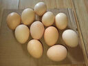 宛味佳新鮮現撿農家散養土雞蛋 10枚裝 曬單實(shí)拍圖