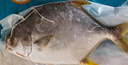 翔泰海南深海金鯧魚700g 2條 燒烤 火鍋 生鮮魚類 BAP認(rèn)證 海鮮水產(chǎn) 曬單實拍圖