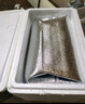 鮮京采黑豬厚前排條 凈重4斤  源頭直發(fā) 曬單實拍圖