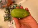京鮮生 海南無(wú)籽香水檸檬6粒裝 單果70g+ 源頭直發(fā)包郵 曬單實(shí)拍圖