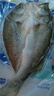 鮮到鮮得冷凍三去白蕉海鱸魚(yú)400g 生鮮 魚(yú)類(lèi) 海鮮水產(chǎn) 海魚(yú) 中秋 曬單實(shí)拍圖