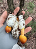 大水牛（BUBALUS）T49 4熱管AMD散熱器( 純銅導熱管CPU風(fēng)冷/支持多平臺/AM2/AM3/AM4/AM5/PWM智能溫控/9CM彩光風(fēng)扇） 曬單實(shí)拍圖