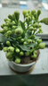 貴秘書(shū)小盼菩提樹(shù)菩提盆栽帶果禪意室內(nèi)綠植客廳辦公室桌面招財(cái)擺件植物 精品菩提帶果+蓮花盆+苔蘚+方底座+帶果發(fā)貨 帶盆栽好【帶10-15個(gè)果】 曬單實(shí)拍圖