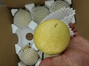 京鮮生 河北青翠蜜梨 凈重4.5斤 單果250g+ 青皇冠梨 生鮮水果 源頭直發(fā) 曬單實(shí)拍圖