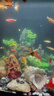 森悠（SARYOR）孔雀魚(yú)純種觀(guān)賞魚(yú)小型淡水好養熱帶魚(yú)活體斑馬金魚(yú)鳳尾魚(yú)繁殖 精品孔雀魚(yú)10條+2條備損 曬單實(shí)拍圖