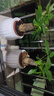 【帶盆高度約15-25cm】發(fā)財(cái)樹盆栽室內(nèi)植物客廳辦公室自吸水好養(yǎng) 單桿發(fā)財(cái)樹+白南瓜自吸水盆 花盆直徑約10cm 曬單實(shí)拍圖