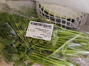 帶根香菜100g 曬單實拍圖
