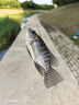 驚浪短節魚(yú)竿2.7m碳素輕硬溪流竿小物竿28調釣魚(yú)竿手竿兒童魚(yú)竿鯽魚(yú)桿 曬單實(shí)拍圖