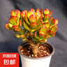 多肉植物 多肉精選老樁蒂亞吸財樹辦公室室內(nèi)陽臺紅寶石群生多頭 金錢木【3-5頭】 曬單實拍圖