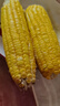 【精品甜玉米】新鮮水果玉米現摘嫩玉米甜水果玉米營(yíng)養早餐爆汁 9斤凈重9-10根 300g起/根 曬單實(shí)拍圖