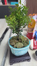 花翁室內綠植盆栽紫檀花卉 小葉赤楠盆景+獅子頭盆+底坐源頭直發(fā) 曬單實(shí)拍圖