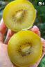 佳沛（zespri）新西蘭陽(yáng)光金果 8個(gè)裝 特大果單果122-146g 中秋水果禮盒 獼猴桃 曬單實(shí)拍圖