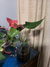 紅掌水培盆栽室內易養水生花卉白掌綠植一帆風(fēng)順客廳觀(guān)花植物粉掌 紅掌1顆（不含其他） 整體高度（28-35cm） 曬單實(shí)拍圖
