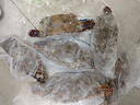 舟山梭子蟹鮮活特大野生大螃蟹新鮮冷凍海鮮水產海蟹飛蟹白蟹順豐 9兩以上/只【5斤凈重 超大肥美】 曬單實拍圖