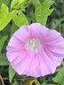 譽滿園（yumanyuan）薔薇花種子爬藤月季四季開花爬墻攀援庭院室花卉盆栽植物玫瑰種子 薔薇混色種子半斤 曬單實拍圖