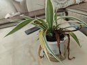 金邊吊蘭盆栽垂吊植物室內(nèi)辦公室桌面綠植吸甲醛凈化空氣 金邊吊蘭+早安盆 曬單實拍圖