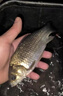 JCZS魚(yú)餌料野戰藍鯽X5濃腥純香魚(yú)餌臺釣野釣鯽魚(yú)鯉草鳊老三樣餌料 野戰藍鯽X5腥香300克(1袋) 藍色 曬單實(shí)拍圖