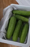 京鮮生 山東童年旱黃瓜 凈重5斤 單果100g+ 水果小青瓜 輕食 源頭直發(fā) 曬單實(shí)拍圖