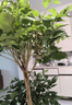植男植女幸福樹造型綠寶盆栽真綠植客廳室內(nèi)大型綠植辦公喬遷新居源頭直發(fā) 曬單實(shí)拍圖