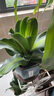 金心也門(mén)鐵巴西鐵巴西木龍須樹(shù)綠植室內花卉觀(guān)葉植物盆栽發(fā)財樹(shù)金 曬單實(shí)拍圖
