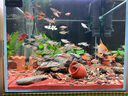 沃韋朗（VOONLINE）凍干紅蟲干 豐年蝦塊幼蟲 熱帶觀賞魚魚糧小型魚孔雀魚飼料150ml 曬單實拍圖