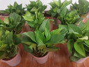 雙盟 綠蘿盆栽除甲醛花卉綠植辦公室新房凈化空氣110款10盆裝源頭直發(fā) 曬單實拍圖
