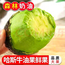 【深林奶油】云南正宗哈斯牛油果新鮮應季高品質(zhì)高山種植孕婦減脂 130-170g精選大果 6顆裝 曬單實(shí)拍圖