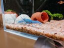 噢水噢鰲蝦觀(guān)賞蝦魚(yú)缸淡水寵物大型水族活體蝦龍紋天空藍魔紅白藍小鰲蝦 德系天空7-8厘米1只 曬單實(shí)拍圖